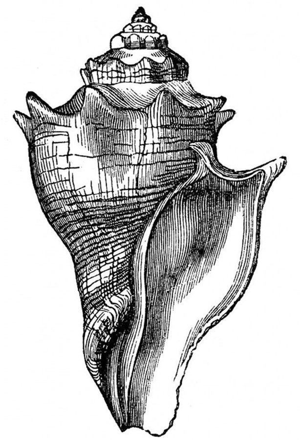 Ракушка тату эскиз